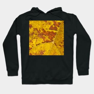 Vine Leaf in autumn fall macro 2 Hoodie